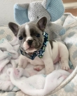 French-bulldog-Puppies-Available